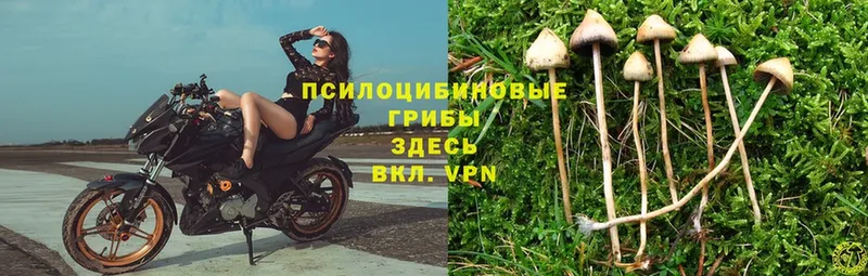 Галлюциногенные грибы Magic Shrooms  Павловский Посад 